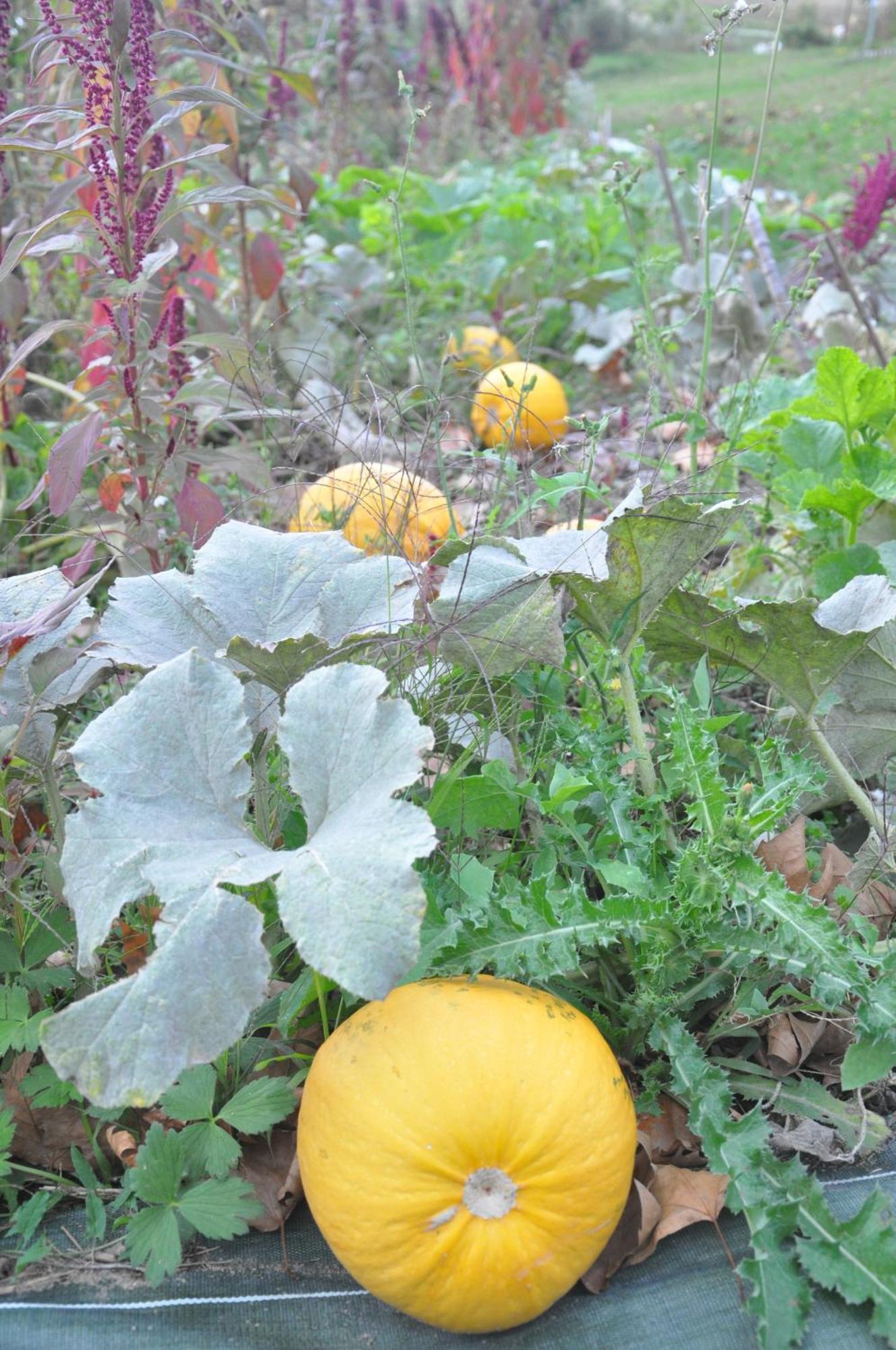 La Source, Vegetarian Guest House Chabeuil ภายนอก รูปภาพ